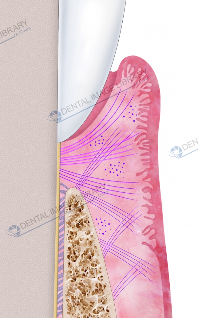 Tooth anatomy. Periodontal ligament. 12JW00008 | Dental Image Library